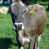 Belle Vache